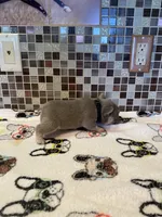 DEUCE, a male French Bulldog for sale in Greensburg, KS – 3 of 5