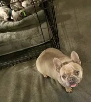Gary Callahan, a male French Bulldog for sale in Greensburg, KS – 7 of 10
