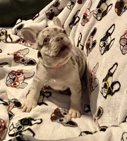 Bugsy, a male French Bulldog for sale in Greensburg, KS – 9 of 10