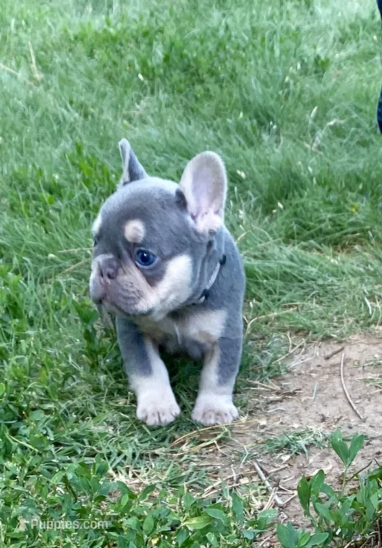 Charlie – French Bulldog puppy for sale in Greensburg, KS