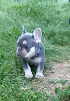 Charlie, a female French Bulldog for sale in Greensburg, KS – 2 of 10