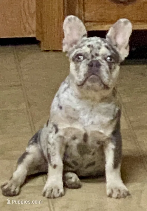 Josie – French Bulldog puppy for sale in Greensburg, KS