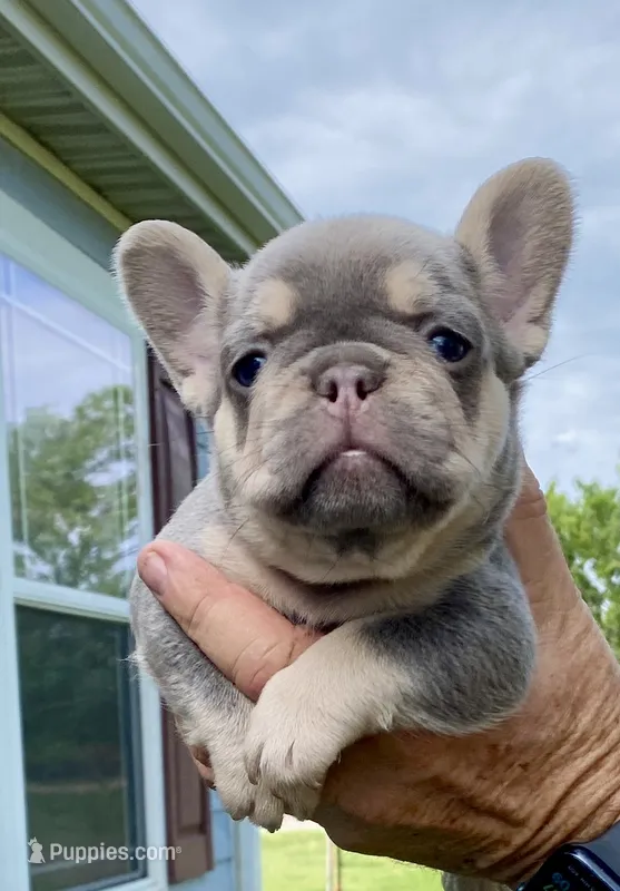 Charlie – French Bulldog puppy for sale in Greensburg, KS