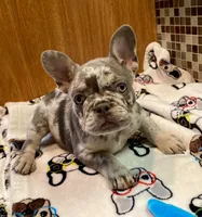 BAILEY, a female French Bulldog for sale in Greensburg, KS – 10 of 10