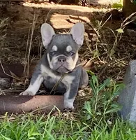 Charlie, a female French Bulldog for sale in Greensburg, KS – 3 of 10