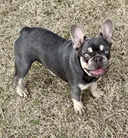 Josie, a female French Bulldog for sale in Greensburg, KS – 5 of 5