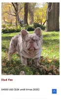 Bugsy, a male French Bulldog for sale in Greensburg, KS – 6 of 7