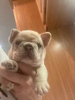 Bad B**ch Betty, a female French Bulldog for sale in Greensburg, KS – 4 of 5