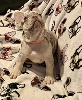 Bugsy, a male French Bulldog for sale in Greensburg, KS – 10 of 10