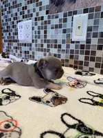 DEUCE, a male French Bulldog for sale in Greensburg, KS – 2 of 5