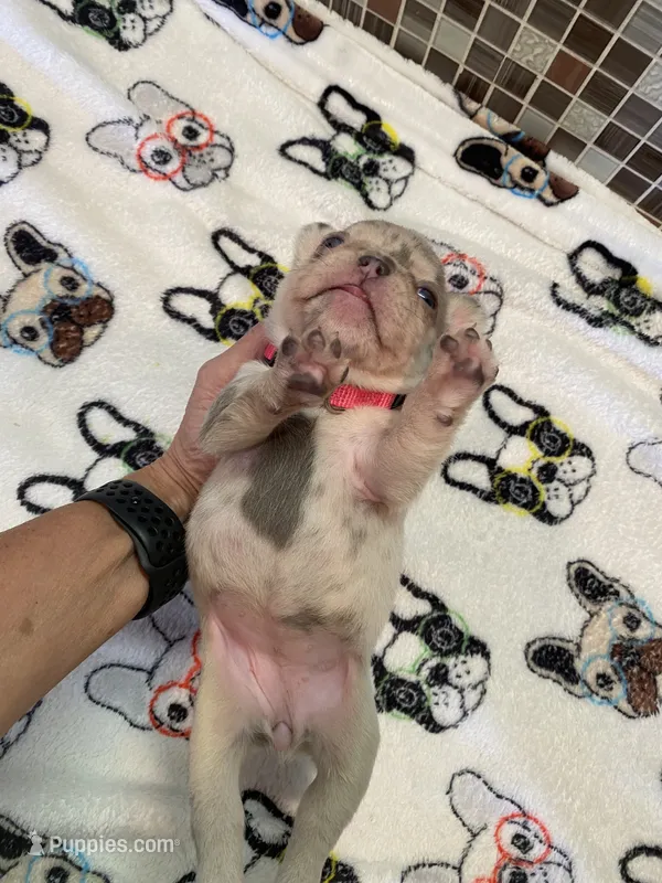 Belle – French Bulldog puppy for sale in Greensburg, KS
