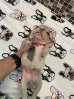 Belle, a female French Bulldog for sale in Greensburg, KS – 1 of 6
