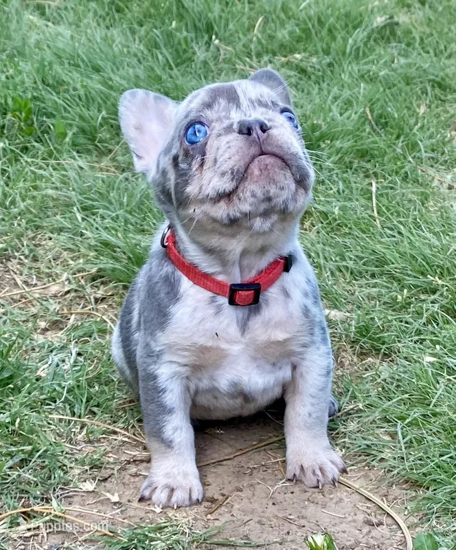 BAILEY – French Bulldog puppy for sale in Greensburg, KS
