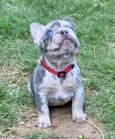 BAILEY, a female French Bulldog for sale in Greensburg, KS – 1 of 10