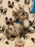 Josie, a female French Bulldog for sale in Greensburg, KS – 2 of 10