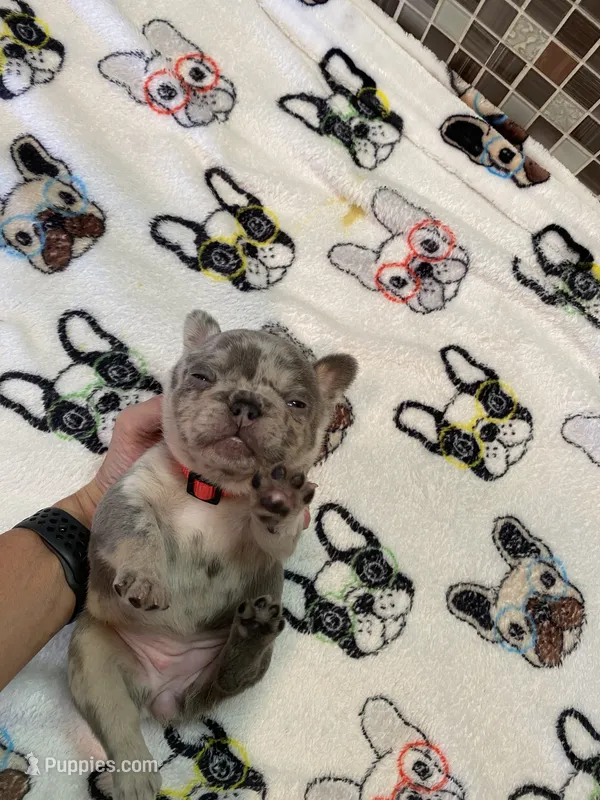 BAILEY – French Bulldog puppy for sale in Greensburg, KS