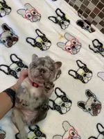 BAILEY, a female French Bulldog for sale in Greensburg, KS – 1 of 5
