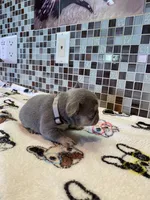 Charlie, a female French Bulldog for sale in Greensburg, KS – 2 of 6
