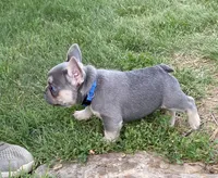 DICE-SOLD, a male French Bulldog for sale in Greensburg, KS – 6 of 10