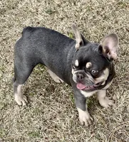 DICE, a male French Bulldog for sale in Greensburg, KS – 4 of 4