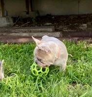 Bad B**ch Betty, a female French Bulldog for sale in Greensburg, KS – 4 of 9