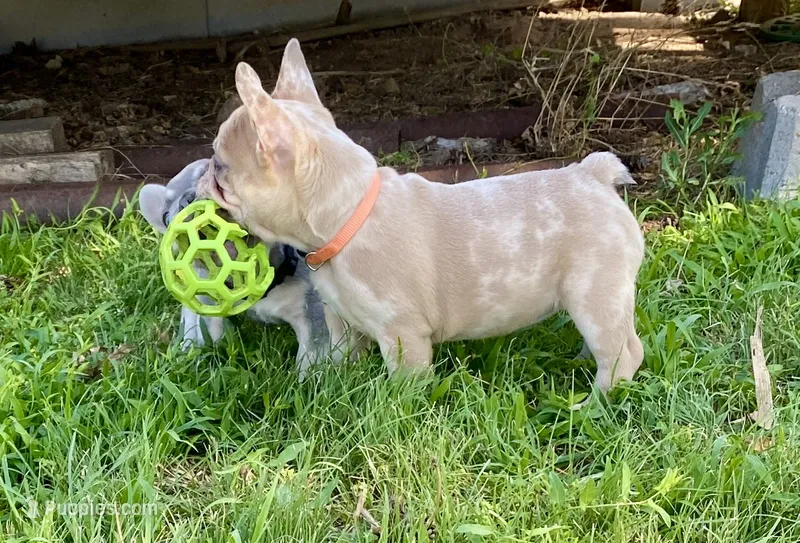 Bad B**ch Betty – French Bulldog puppy for sale in Greensburg, KS