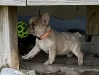 Bad B**ch Betty, a female French Bulldog for sale in Greensburg, KS – 5 of 9