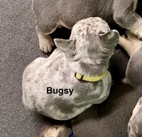 Bugsy, a male French Bulldog for sale in Greensburg, KS – 4 of 10