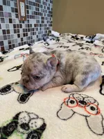Bugsy, a male French Bulldog for sale in Greensburg, KS – 4 of 7
