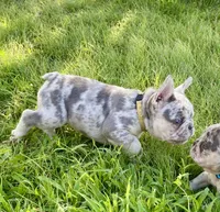 Bugsy, a male French Bulldog for sale in Greensburg, KS – 7 of 10