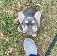 Charlie, a female French Bulldog for sale in Greensburg, KS – 7 of 9