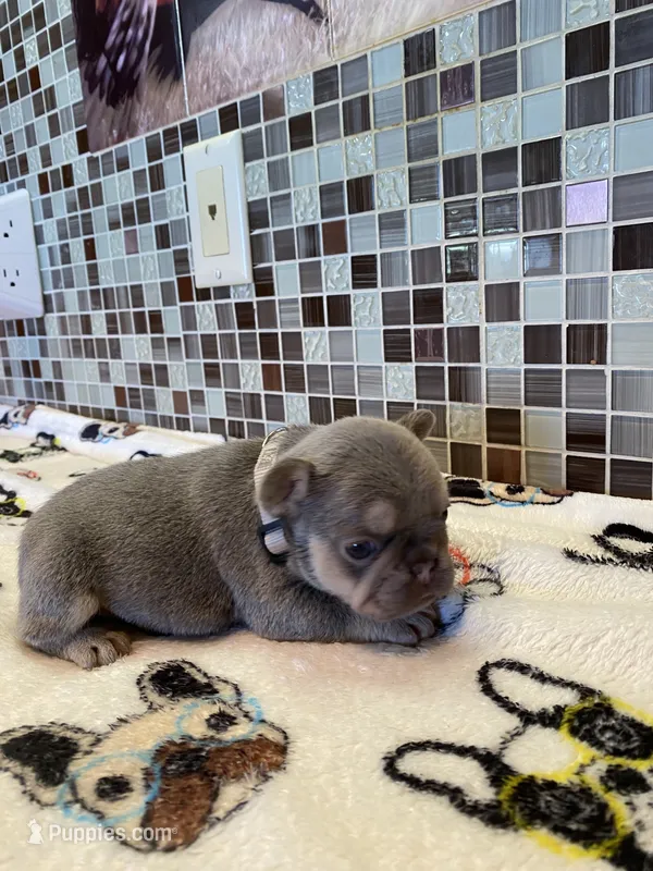 Charlie – French Bulldog puppy for sale in Greensburg, KS