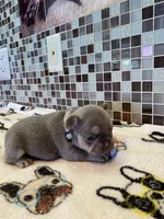 Charlie, a female French Bulldog for sale in Greensburg, KS – 1 of 6