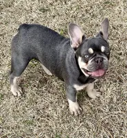 Ace, a male French Bulldog for sale in Greensburg, KS – 5 of 5
