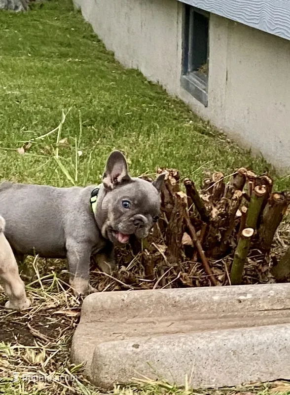 Gary Callahan – French Bulldog puppy for sale in Greensburg, KS