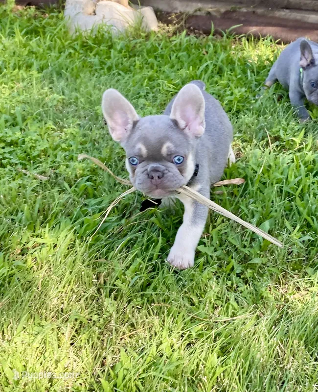 DEUCE – French Bulldog puppy for sale in Greensburg, KS