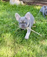 DEUCE, a male French Bulldog for sale in Greensburg, KS – 2 of 10