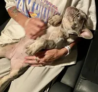 Josie, a female French Bulldog for sale in Greensburg, KS – 10 of 10
