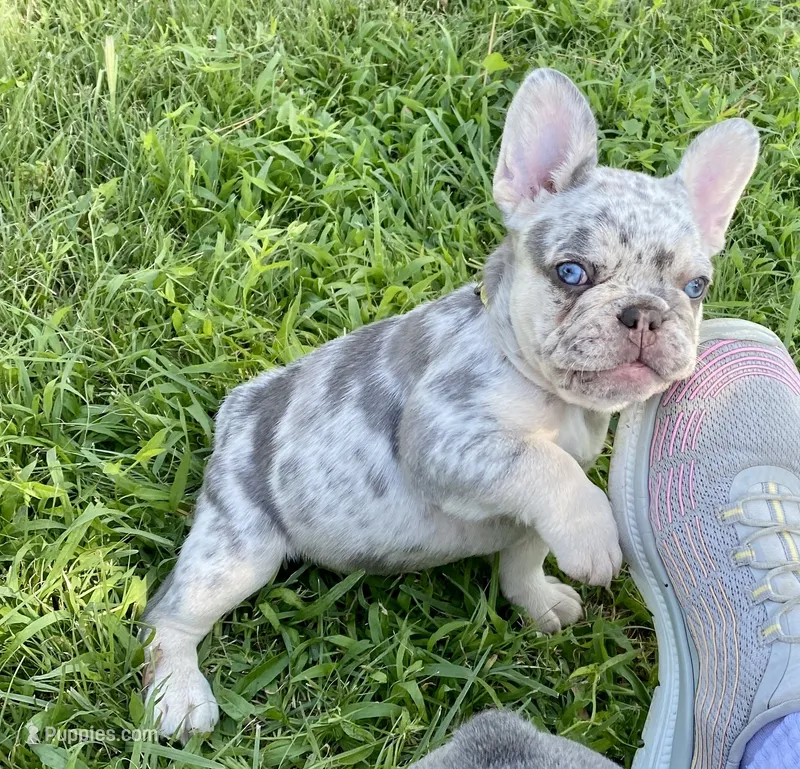 Bugsy – French Bulldog puppy for sale in Greensburg, KS