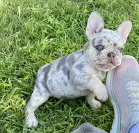 Bugsy, a male French Bulldog for sale in Greensburg, KS – 1 of 10