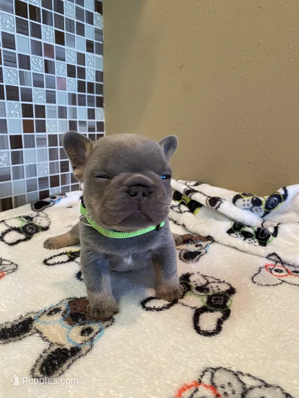 Gary Callahan – French Bulldog puppy for sale in Greensburg, KS