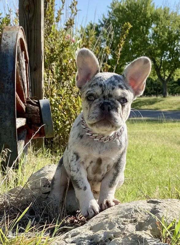Josie – French Bulldog puppy for sale in Greensburg, KS