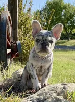 Josie, a female French Bulldog for sale in Greensburg, KS – 1 of 10