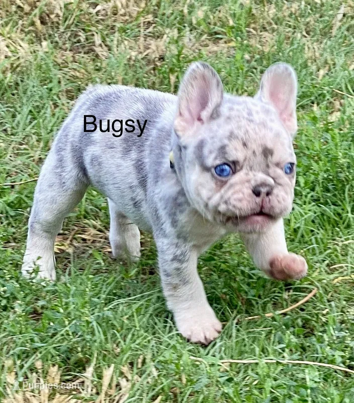 Bugsy – French Bulldog puppy for sale in Greensburg, KS