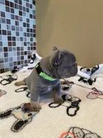 Gary Callahan, a male French Bulldog for sale in Greensburg, KS – 3 of 6