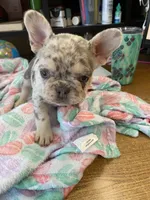Josie, a female French Bulldog for sale in Greensburg, KS – 10 of 10