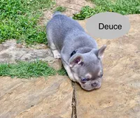 DEUCE, a male French Bulldog for sale in Greensburg, KS – 4 of 10