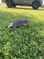 DICE-SOLD, a male French Bulldog for sale in Greensburg, KS – 3 of 10