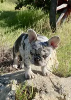 Josie, a female French Bulldog for sale in Greensburg, KS – 2 of 10