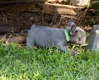 Gary Callahan, a male French Bulldog for sale in Greensburg, KS – 2 of 10
